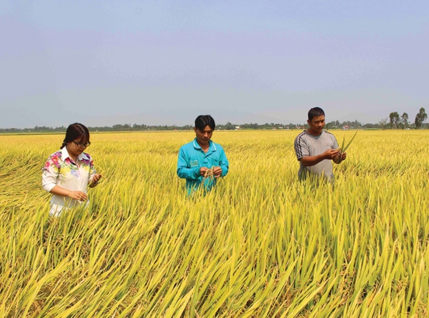 Các dự án hỗ trợ phát triển sản xuất đã góp phần nâng cao thu nhập cho đồng bào dân tộc Khmer. (Trong ảnh: Mô hình sản xuất lúa chất lượng cao ở ấp Ba, xã Phong Phú, huyện Cầu Kè, tỉnh Trà Vinh)
