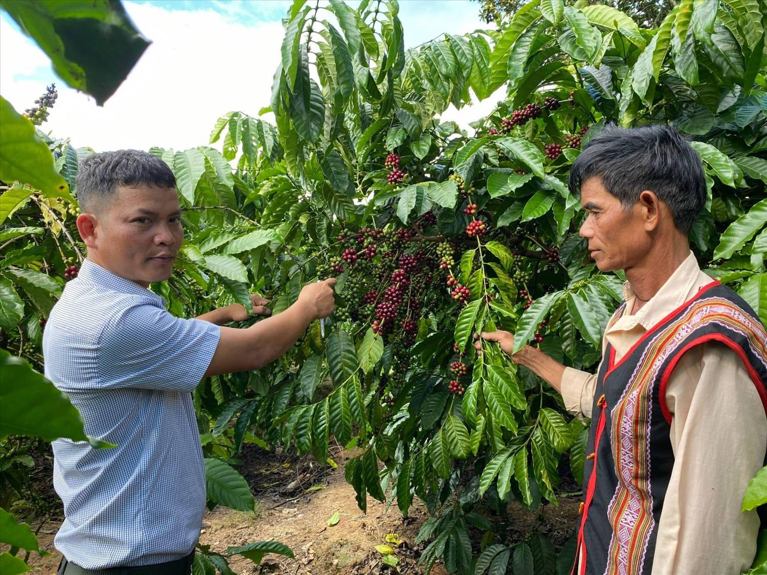 Cây cà phê mang lại hiệu quả kinh tế cao cho nhiều hộ nông dân ở Kon Tum