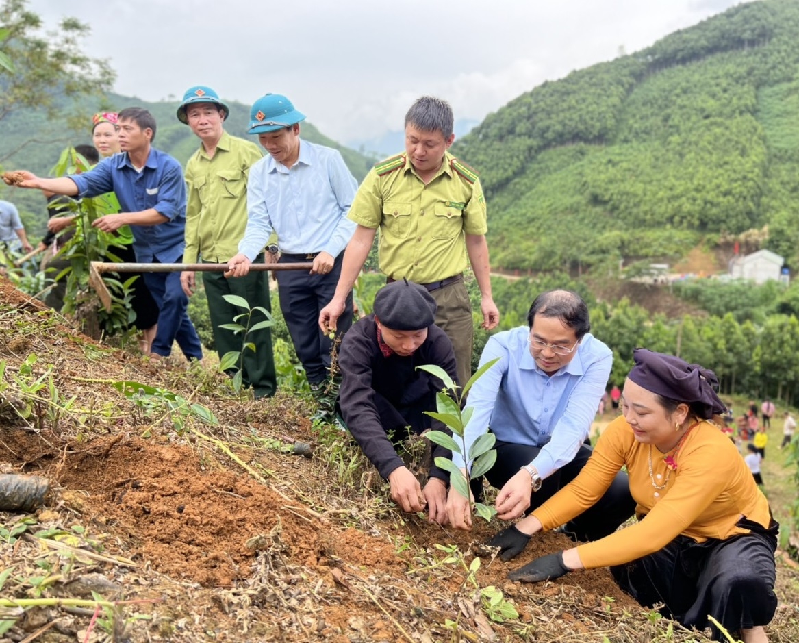 Chủ tịch UBND tỉnh Lào Cai Trịnh Xuân Trường (thứ hai từ phải sang) tham gia trồng quế với bà con nông dân xã Vĩnh Yên