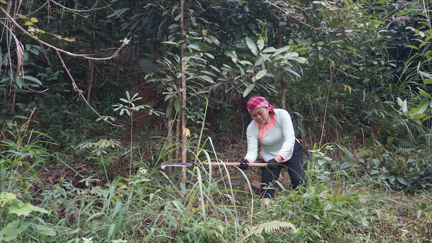 Mỗi năm gia đình chị Phương có thu nhập gần 300 triệu đồng từ chăn nuôi và trồng rừng