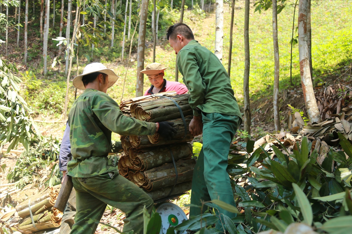 Cây quế được tỉnh Lào Cai xác định là một trong những cây trồng chủ lực góp phần nâng cao thu nhập cho bà con nông dân