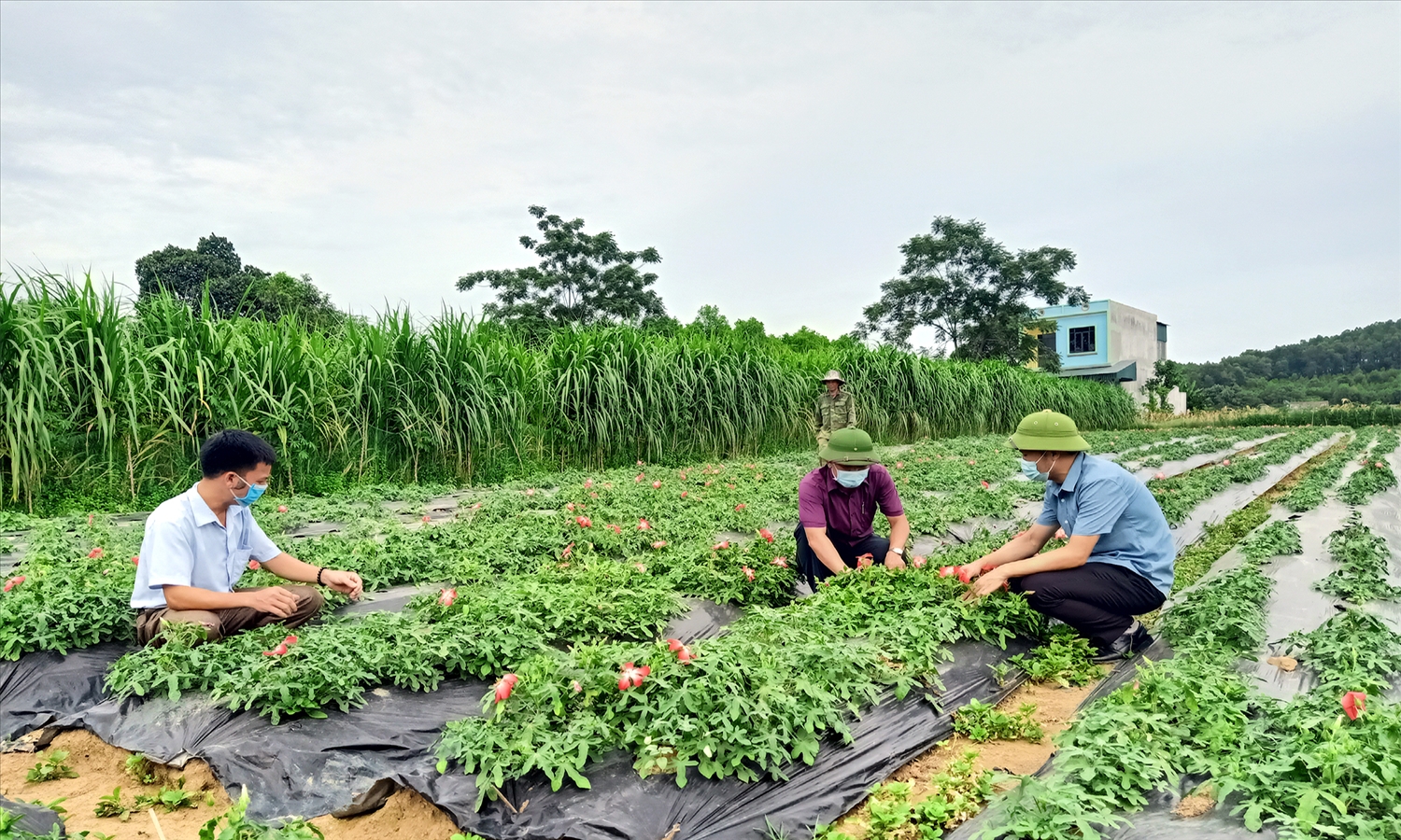 Nhiều mô hình trồng cây dược liệu đang đem lại thu nhập cao cho người dân huyện Phú Lương. (Trong ảnh: Mô hình trồng cây Sâm Báo tại xóm Đồng Tâm xã Động Đạt, huyện Phú Lương)