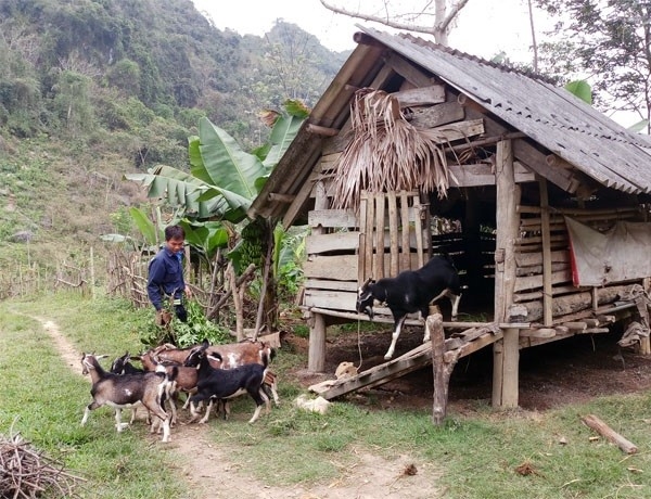 Anh Vi Văn Chung chăm sóc đàn dê của gia đình