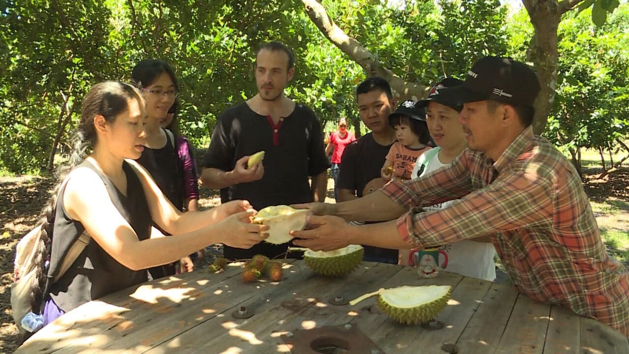 Du khách trong và ngoài nước đều rất thích thú khi được thưởng thức trực tiếp trái cây chín hái từ vườn