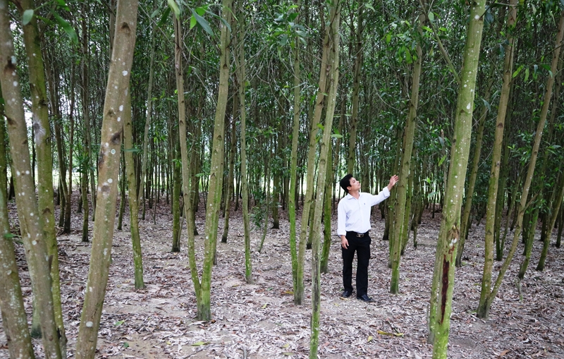 Phát huy lợi thế về quỹ đất, nhiều hộ gia đình ở Tuyên Hóa đã thoát nghèo nhờ phát triển kinh tế rừng