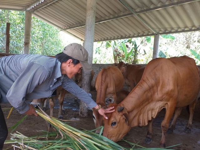 Chăn nuôi đại gia súc cũng là hướng thoát nghèo bền vững ở Tuyên Hóa