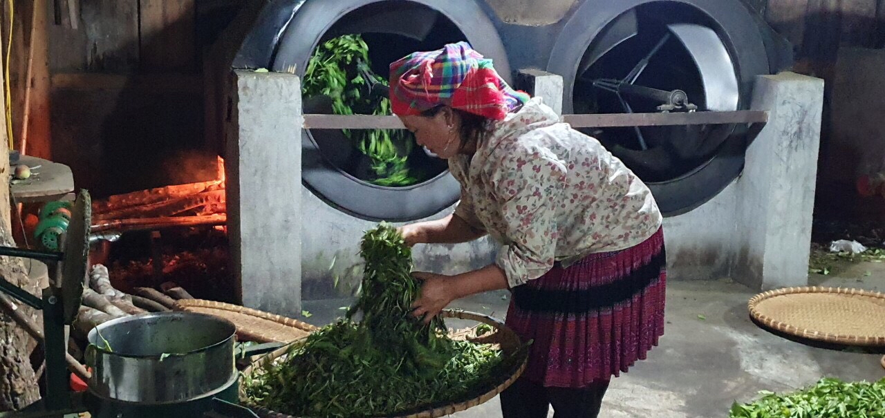HTX dịch vụ nông nghiệp Púng Luông tạo công ăn việc làm cho hàng chục lao động người địa phương