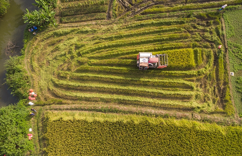  Máy gặt đập liên hợp được người dân sử dụng trên cánh đồng lúa