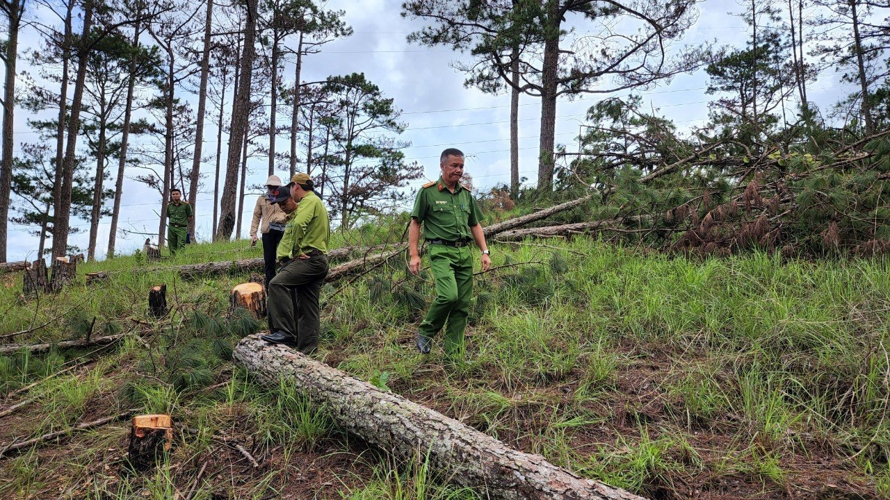 Thời gian qua, trên địa bàn Lâm Đồng liên tiếp xảy ra các vụ phá rừng