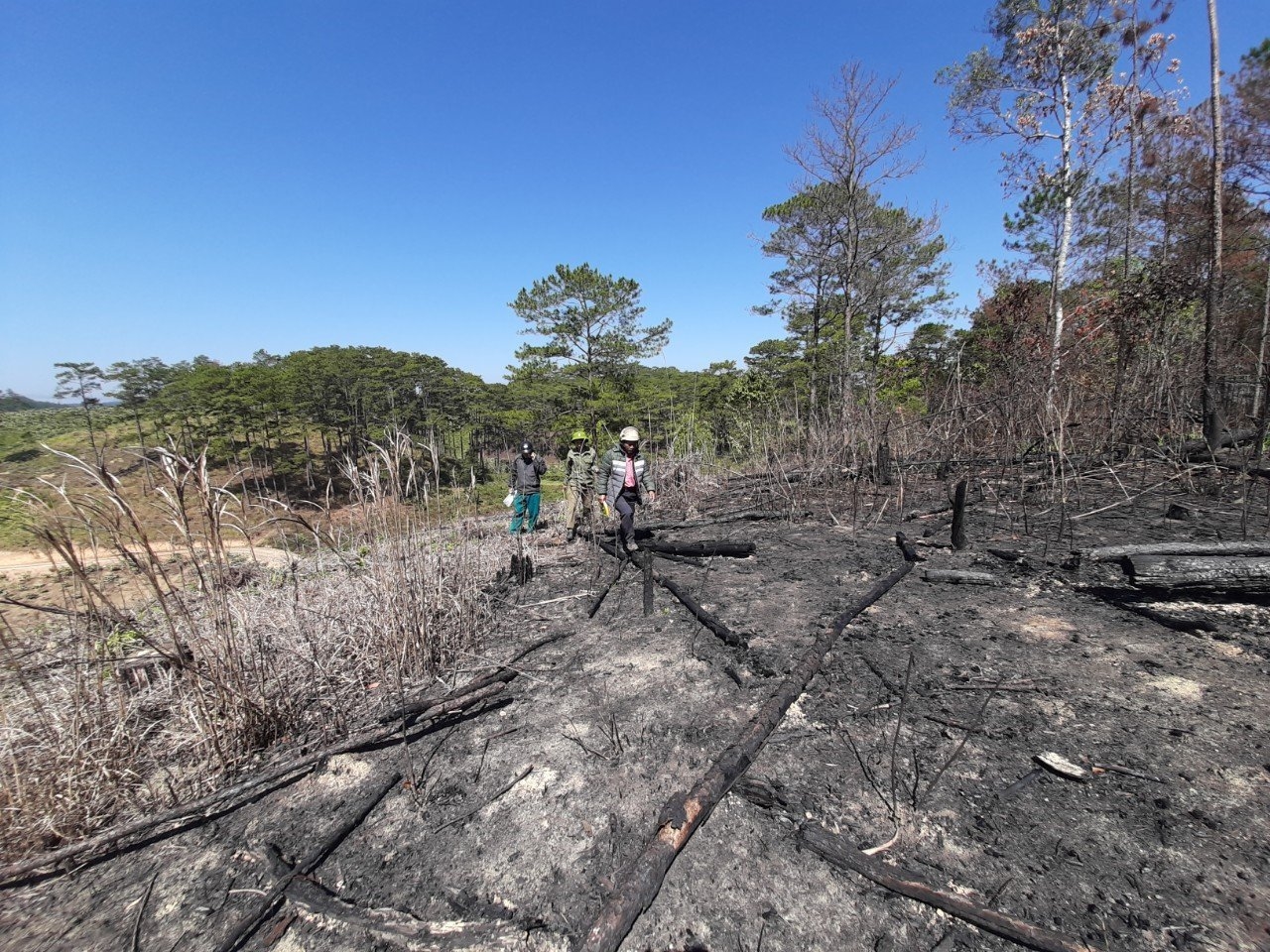 Cây rừng bị đốt cháy đen tại hiện trường nhằm phi tang