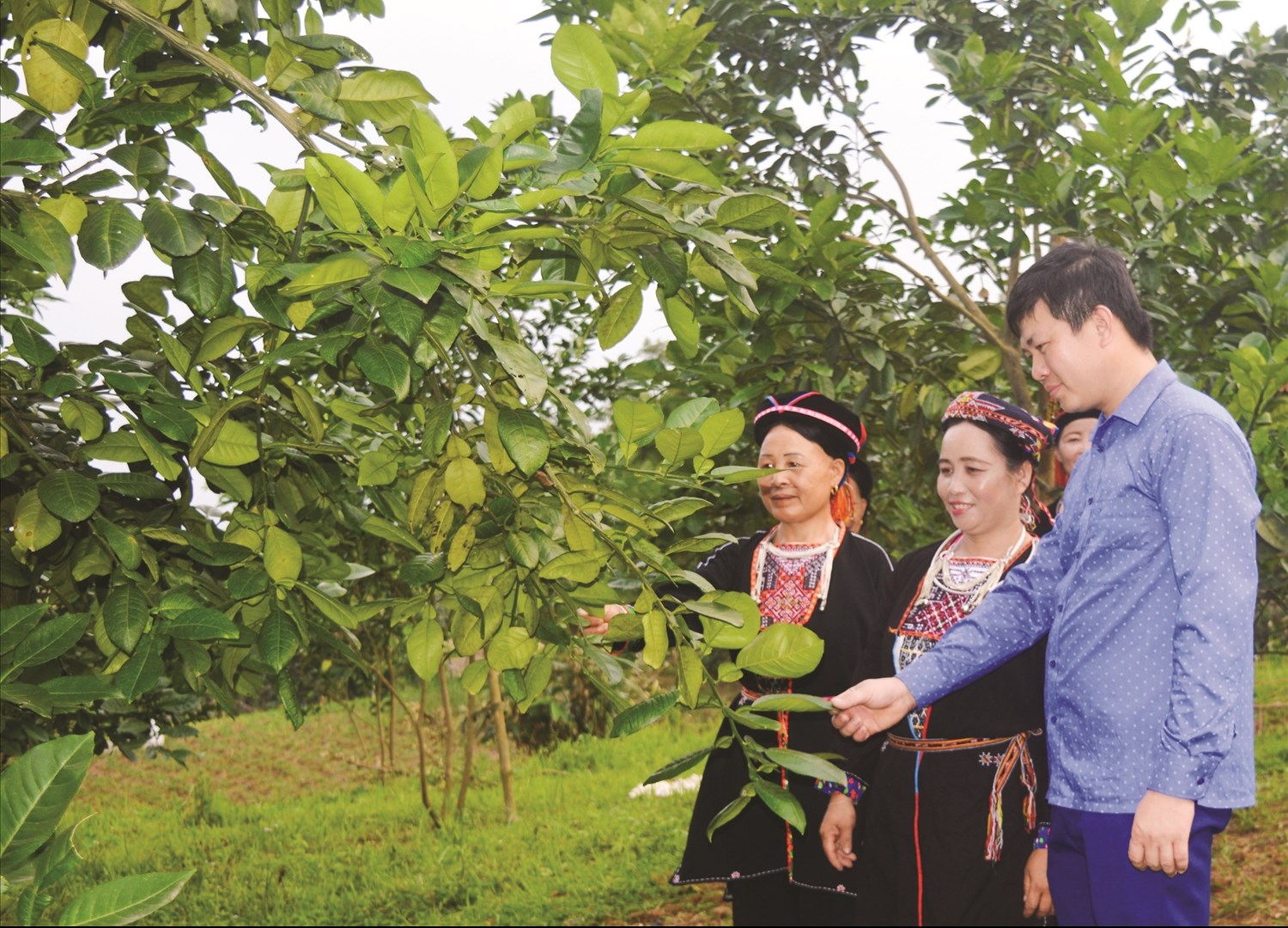 Anh Lý Văn Thanh, Tổ trưởng Tổ dân phố Hòn Lau, thị trấn Yên Sơn, huyện Yên Sơn, tỉnh Tuyên Quang hướng dẫn bà con chăm sóc vườn bưởi.