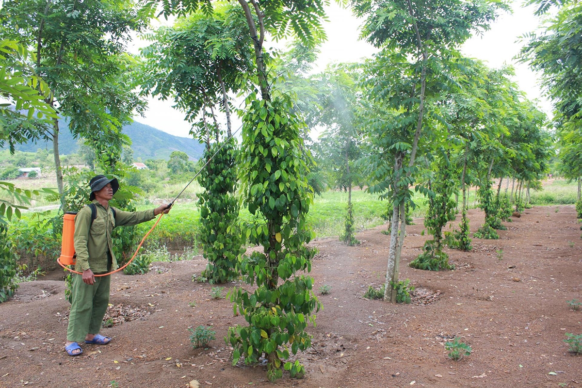 Người dân xã Ea Lai (huyện M'Drắk) sử dụng thuốc bảo vệ thực vật cho cây trồng