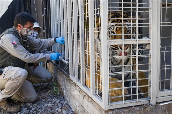 Hổ Bengal được tiêm vaccine phòng COVID-19 tại Vườn thú Buin ở Chile ngày 3/1/2022. Ảnh: AFP/ TTXVN