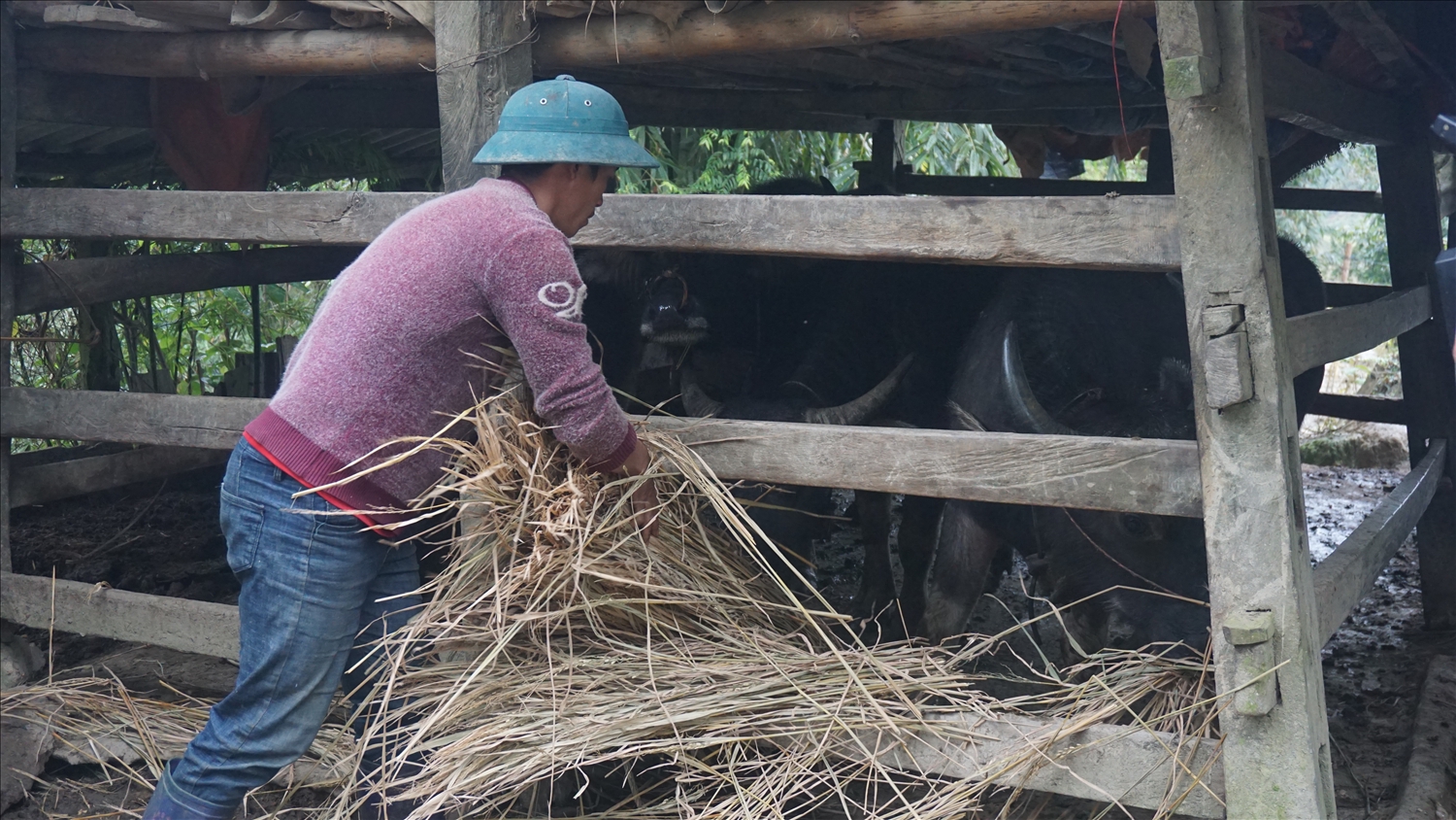 Tận dụng rơm rạ sau thu hoạch người dân mang về dự trữ làm thức ăn cho gia súc trong những ngày gia rét không thể chăn thả
