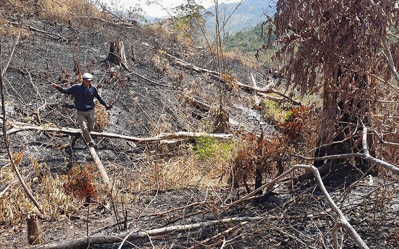 Nhiều diện tích rừng ở huyện Ea H’leo bị tàn phá nghiêm trọng, nhất là tại các công ty lâm nghiệp quản lý