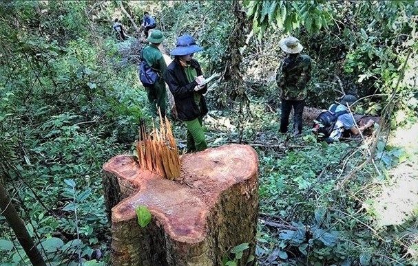 Lực lượng chức năng điều tra hiện trường vụ phá rừng trái phép tại Khu Bảo tồn thiên nhiên Ea Sô