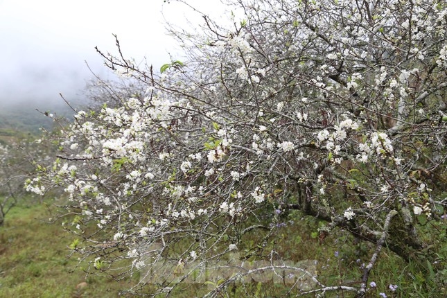 Sắc trắng tinh khôi của hoa mận Mường Lống hòa với màu lộc xanh gọi Xuân về