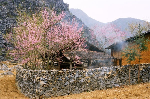 Hoa đào tô điểm cho những nếp nhà trình tường của người Mông ở Hà Giang