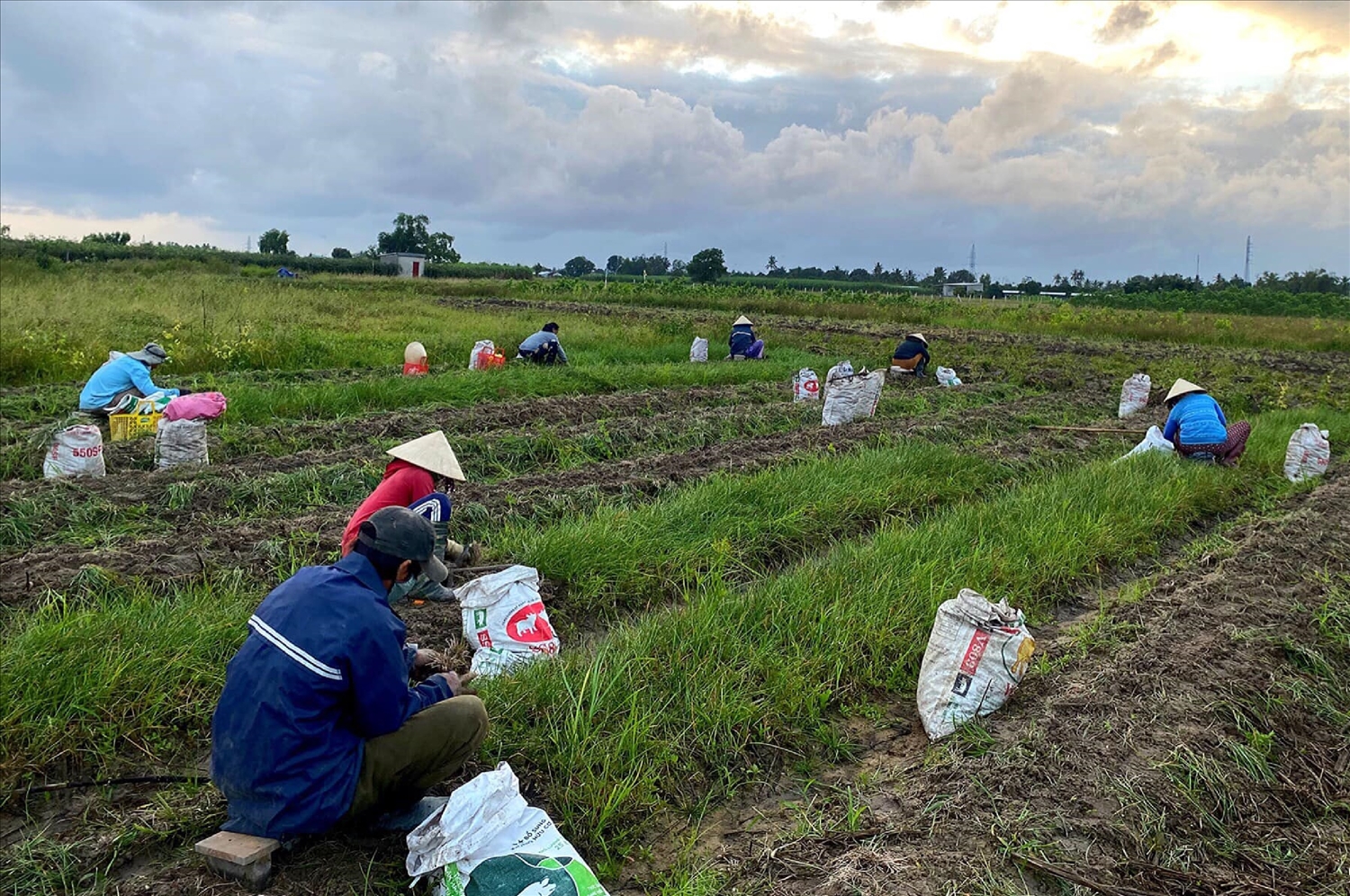 Nông dân trồng kiệu ở xã Bình Phục, huyện Thăng Bình, Quảng Nam đang khẩn trương thu hoạch kiệu để bán dịp Tết