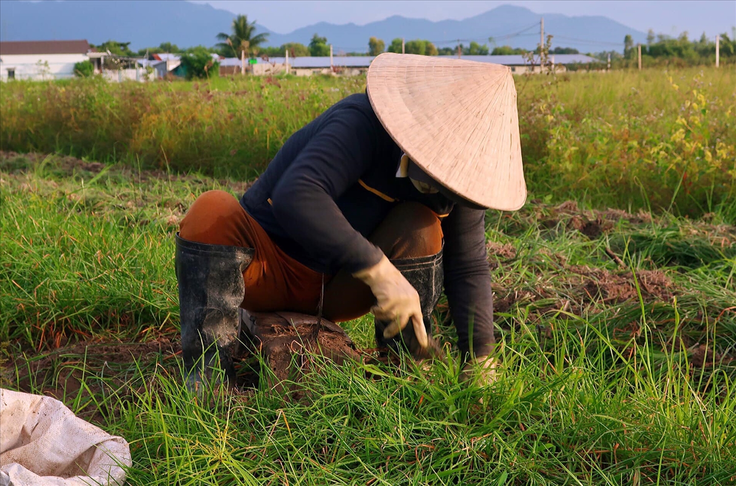 Bà Nguyễn Thị Bốn ở xã Bình Phục, huyện Thăng Bình, Quảng Nam đang thu hoạch kiệu.