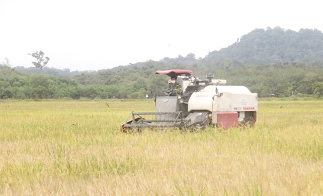 Đường sá mở rộng, máy gặt về đến tận ruộng lúa giúp người dân ấp 4, xã Tà Lài thu hoạch lúa
