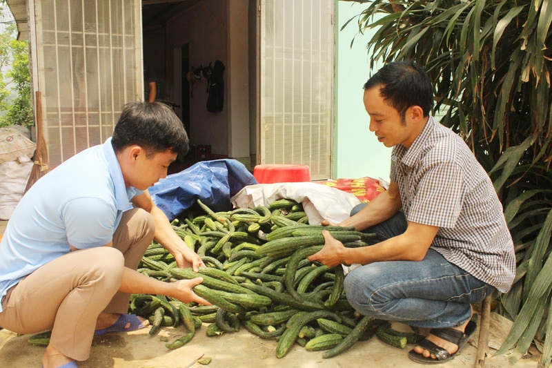 Anh Bùi Thanh Sơn (bên trái) kiểm tra phân loại sản phẩm dưa chuột Nhật trước khi giao hàng cho Công ty