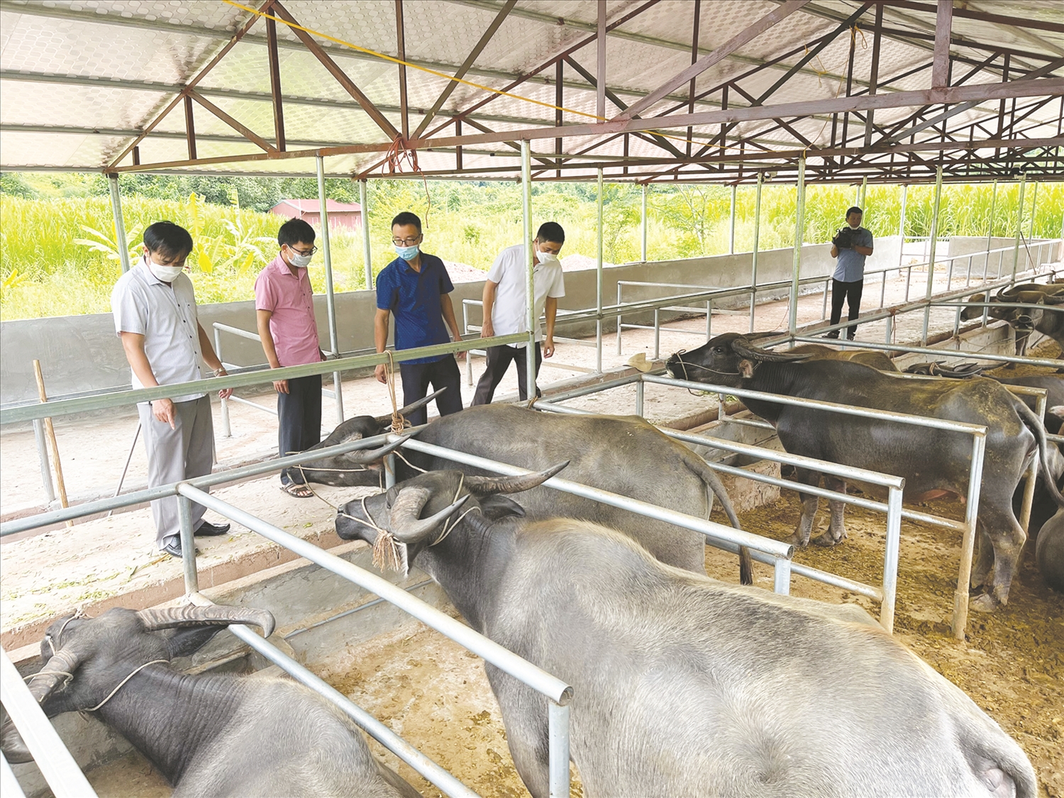 Bí thư Huyện uỷ Mường Nhé Nguyễn Quang Hưng (đầu tiên bên trái) kiểm tra mô hình chăn nuôi gia súc ở xã Mường Nhé.