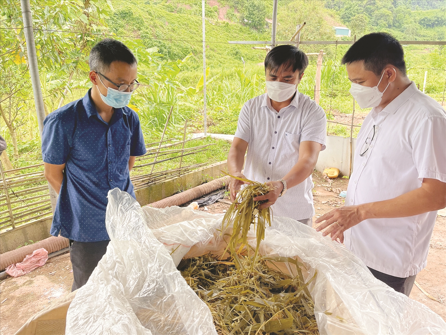 Bí thư Huyện ủy Mường Nhé Nguyễn Quang Hưng kiểm tra thức ăn cho gia súc theo mô hình chăn nuôi nhốt tập trung tại xã Mường Nhé.