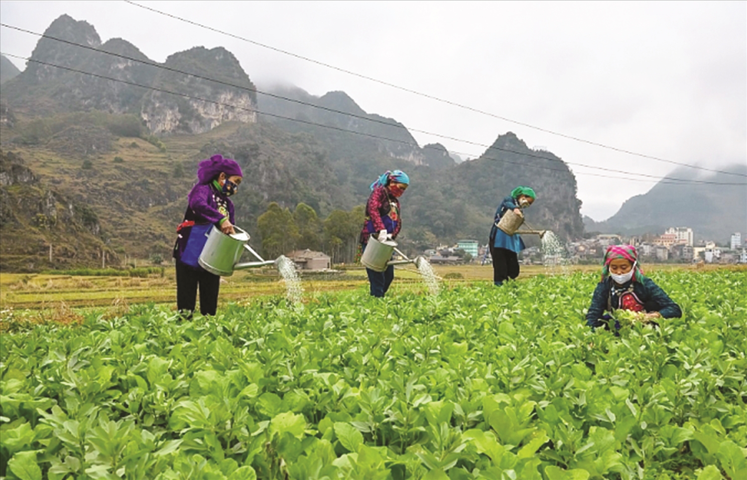 Phụ nữ thị trấn Đồng Văn canh tác trồng rau vừa đảm bảo kinh tế và nâng cao thu nhập cho gia đình.