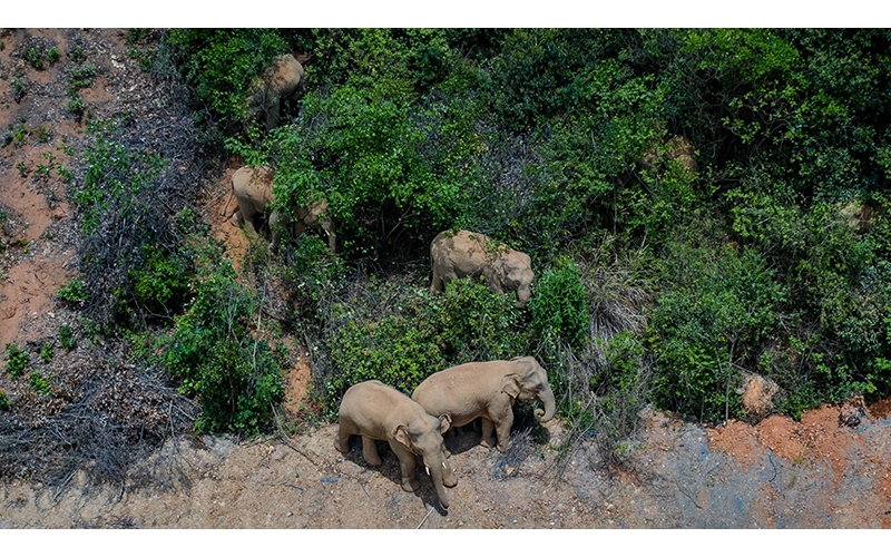 Các loài voi rừng ở châu Phi đang đứng trước nguy cơ tuyệt chủng. (Ảnh: THX/TTXVN)