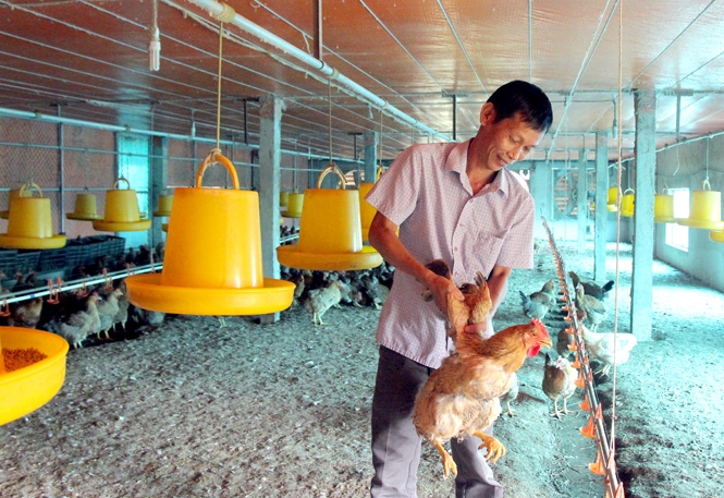 Ông Trần Văn Phúc, Giám đốc Hợp tác xã Giống gia cầm Minh Tâm kiểm tra tình trạng sức khỏe của đàn gà