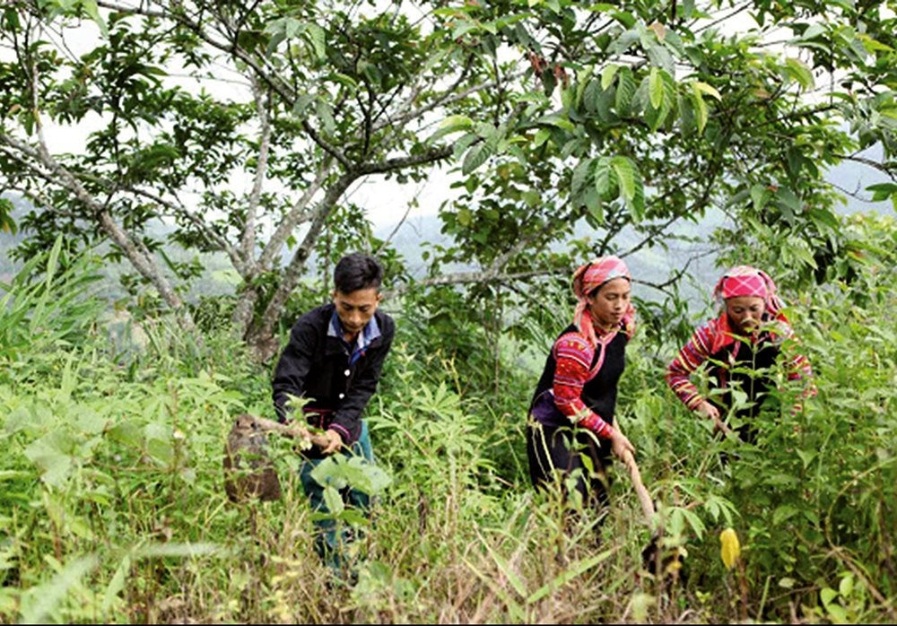 Đồng bào Hà Nhì tham gia trồng rừng sản xuất và phát triển lâm sản ngoài gỗ được hưởng nhiều chính sách hỗ trợ của Nhà nước.