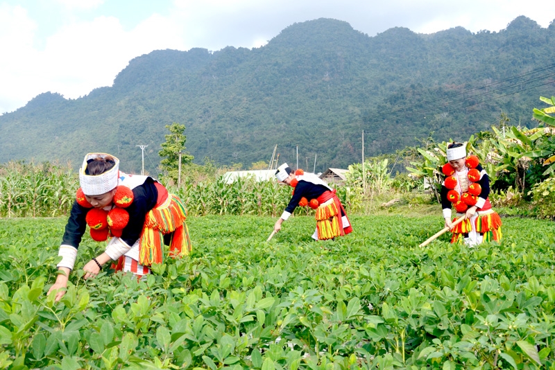 Đồng bào dân tộc Dao tỉnh Tuyên Quang phát triển vùng lạc hàng hóa góp phần xây dựng nông thôn mới