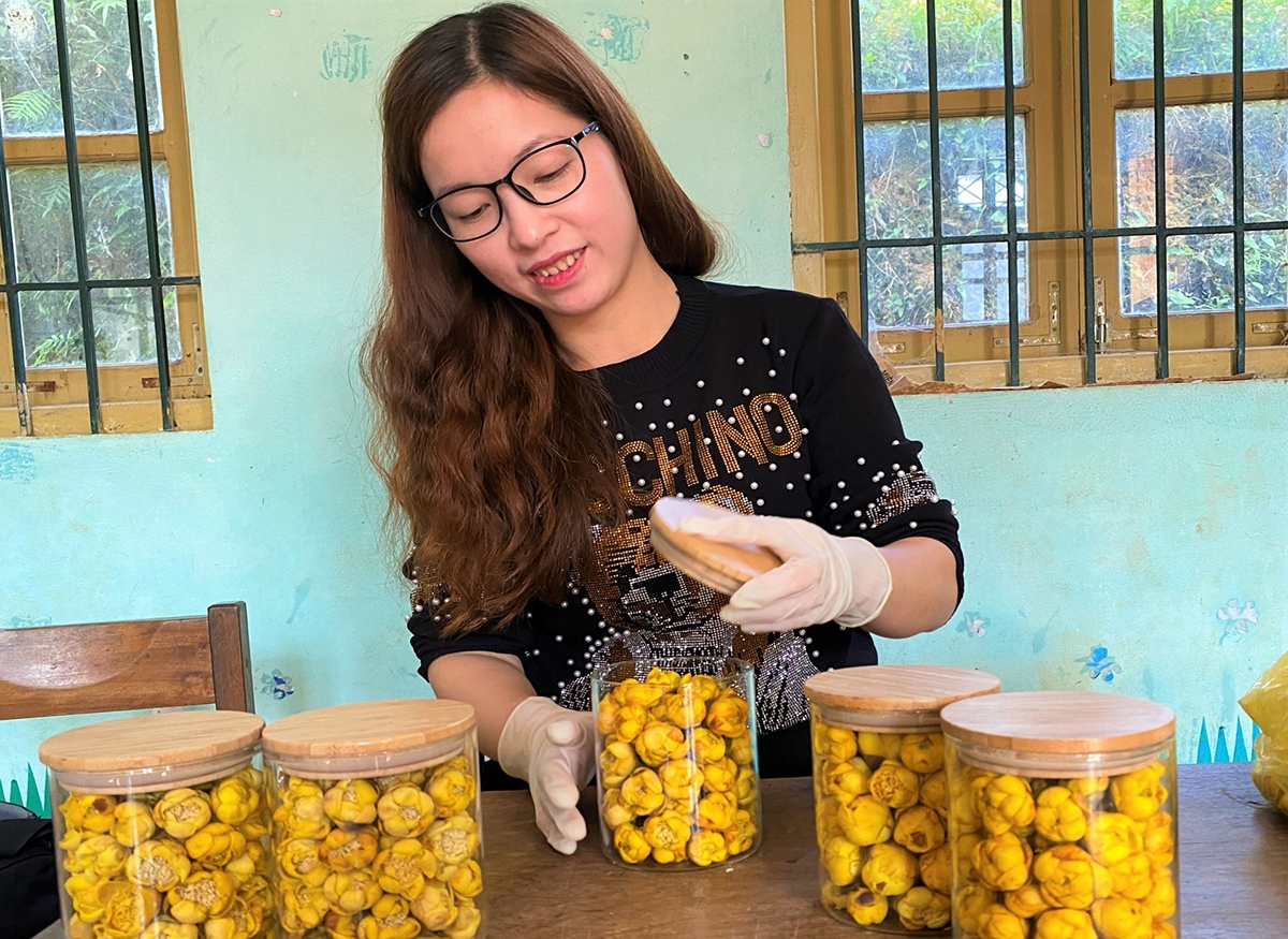 Cô gái trẻ Dương Khánh Ly người đưa “hoa vàng” thành thương hiệu Trà hoa vàng Bắc Kạn