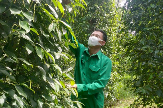 Sản xuất tiêu sạch đang mang lại thu nhập ổn định cho người dân Lộc Ninh 