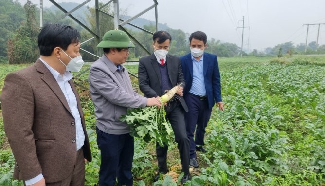 Huyện Xín Mần đã có chủ trương thu hút các doanh nghiệp lớn vào liên kết sản xuất, chế biến, xuất khẩu rau màu. Ảnh: Toán Nguyễn.