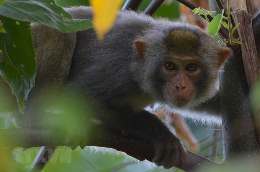 Loài Khỉ đuôi lợn (tên khoa học Macaca nemestrina) tại Vườn Quốc gia Kon Ka Kinh (một trong hai vùng lõi của khu dự trữ sinh quyển thế giới Cao nguyên Kon Hà Nừng). (Ảnh: TTXVN phát)