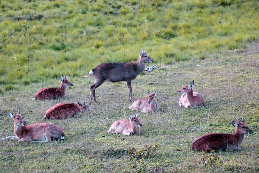 Hệ động vật phong phú, đa dạng tại Vườn quốc gia Kon Ka Kinh (một trong hai vùng lõi của khu dự trữ sinh quyển Cao nguyên Kon Hà Nừng). (Ảnh: Hồng Điệp/TTXVN)