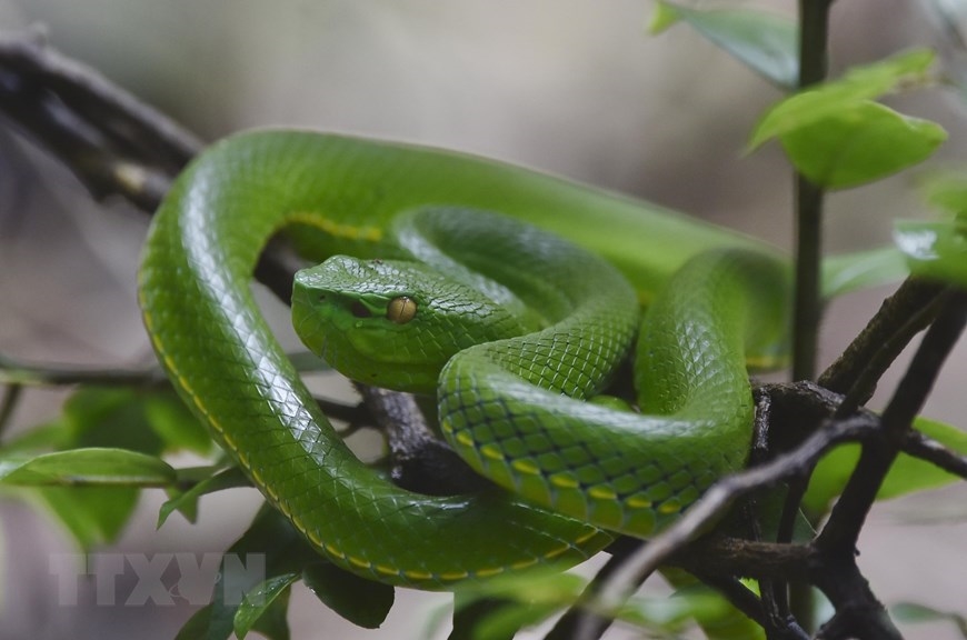 Loài rắn lục mép trắng (tên khoa học Trimeresurus Albolabris) tại Vườn Quốc gia Kon Ka Kinh (một trong hai vùng lõi của khu dự trữ sinh quyển thế giới Cao nguyên Kon Hà Nừng). (Ảnh: TTXVN phát)