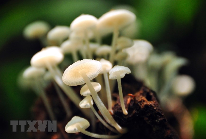 Hệ thực vật phong phú, đa dạng tại Vườn quốc gia Kon Ka Kinh (một trong hai vùng lõi của khu dự trữ sinh quyển Cao nguyên Kon Hà Nừng). (Ảnh: TTXVN phát)