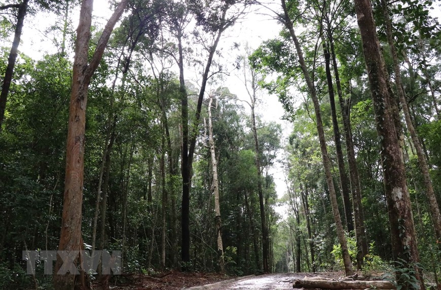 Những khu rừng nguyên sinh tại Khu bảo tồn thiên nhiên Kon Chư Răng (một trong hai vùng lõi của Khu dự trữ sinh quyển Cao nguyên Kon Hà Nừng) được bảo vệ nghiêm ngặt. (Ảnh: Hồng Điệp/TTXVN)