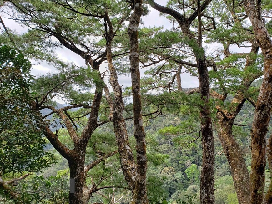 Hệ thực vật phong phú, đa dạng tại Vườn quốc gia Kon Ka Kinh (một trong hai vùng lõi của khu dự trữ sinh quyển Cao nguyên Kon Hà Nừng). (Ảnh: TTXVN phát)