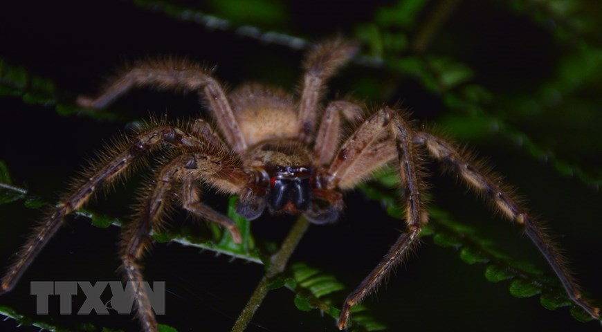 Loài nhện Araneae sp tại Vườn Quốc gia Kon Ka Kinh (một trong hai vùng lõi của khu dự trữ sinh quyển thế giới Cao nguyên Kon Hà Nừng). (Ảnh: TTXVN phát)
