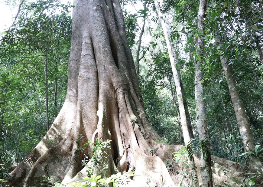 Những cây cổ thụ tại Vườn Quốc gia Kon Ka Kinh (một trong hai vùng lõi của khu dự trữ sinh quyển thế giới Cao Nguyên Kon Hà Nừng) được bảo vệ nghiêm ngặt. (Ảnh: Hồng Điệp/TTXVN)