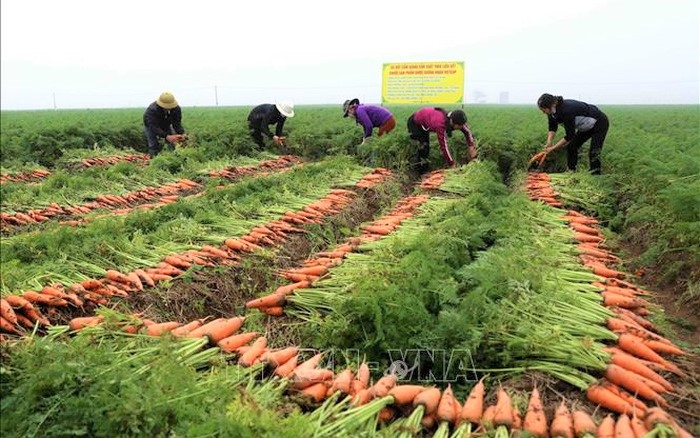 Nông dân xã Đức Chính, huyện Cẩm Giàng thu hoạch cà rốt.
