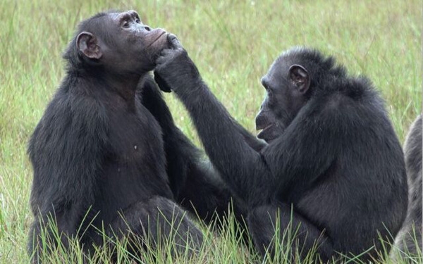 Một con tinh tinh đang xem xét vết thương dưới cằm cho một con tinh tinh khác.
