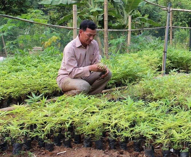 Huyện Quan Sơn có 3.045 ha vầu, luồng được Hội đồng quản trị rừng thế giới cấp chứng chỉ quản lý rừng bền vững - FSC thuộc hai xã: Tam Lư, Tam Thanh