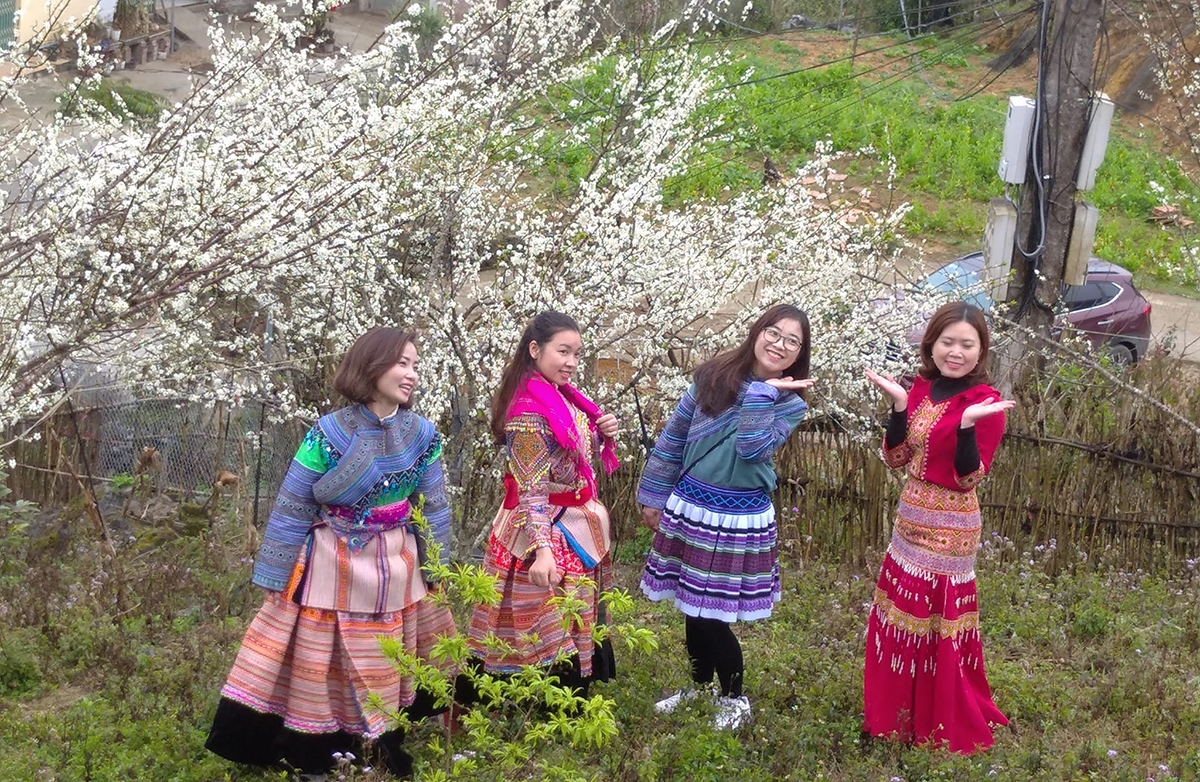 Vẻ đẹp của mận tả van mùa Xuân hoa nở trắng rẻo cao đã hút khách du lịch đến với Tả Văn Chư, Bắc Hà
