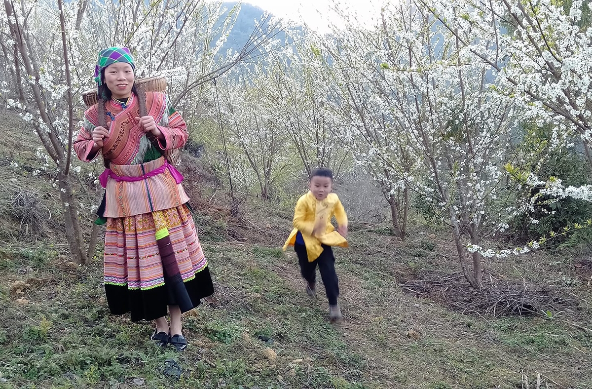Đến với vùng cao Tả Văn chư dịp này, du khách sẽ được theo chân các thôn nữ Mông thăm quan các nương đồi trồng mận tả van đang nở hoa trắng và tìm hiểu đời sống của đồng bào Mông cần cù, hiếu khách