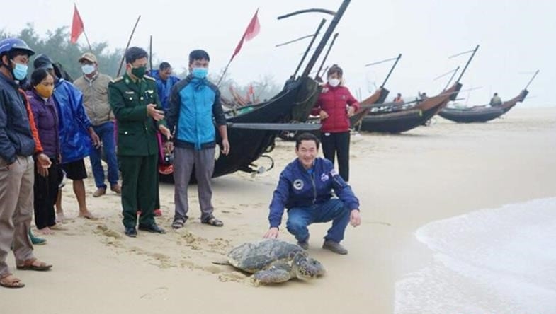 Cá thể rùa quý trước khi được thả về lại biển Triệu Lăng (Quảng Trị)